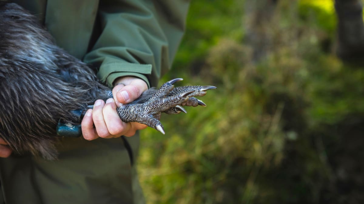 Reintroducing kiwi to Wellington has been a wild, stoat-busting success