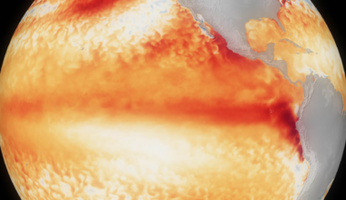 El Niño is stronger than at any point in the past 1,000 years, coral records reveal