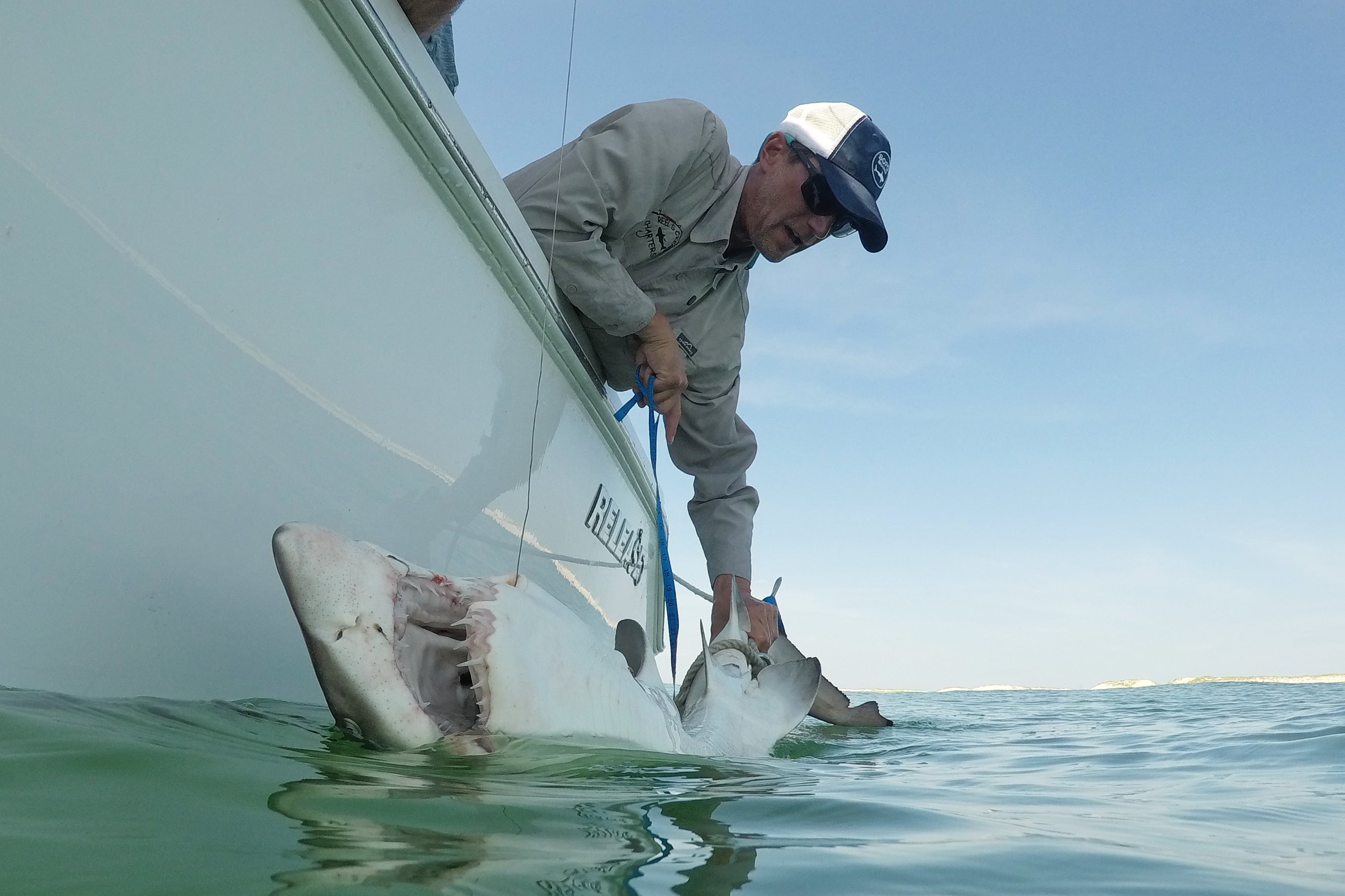 Rising water temperatures, likely driven by climate change, are also drawing a wider variety of tropical species north into Long Island waters during the summer