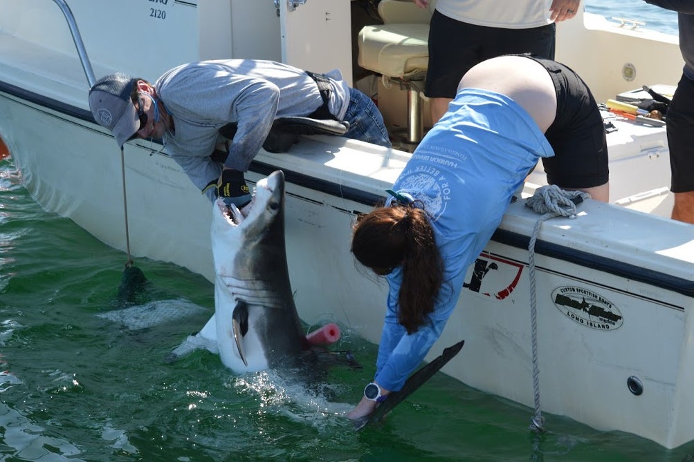 In this photo provided by SOFO Sharks, members of the SOFO Shark research team tag a juvenile white shark in Montauk