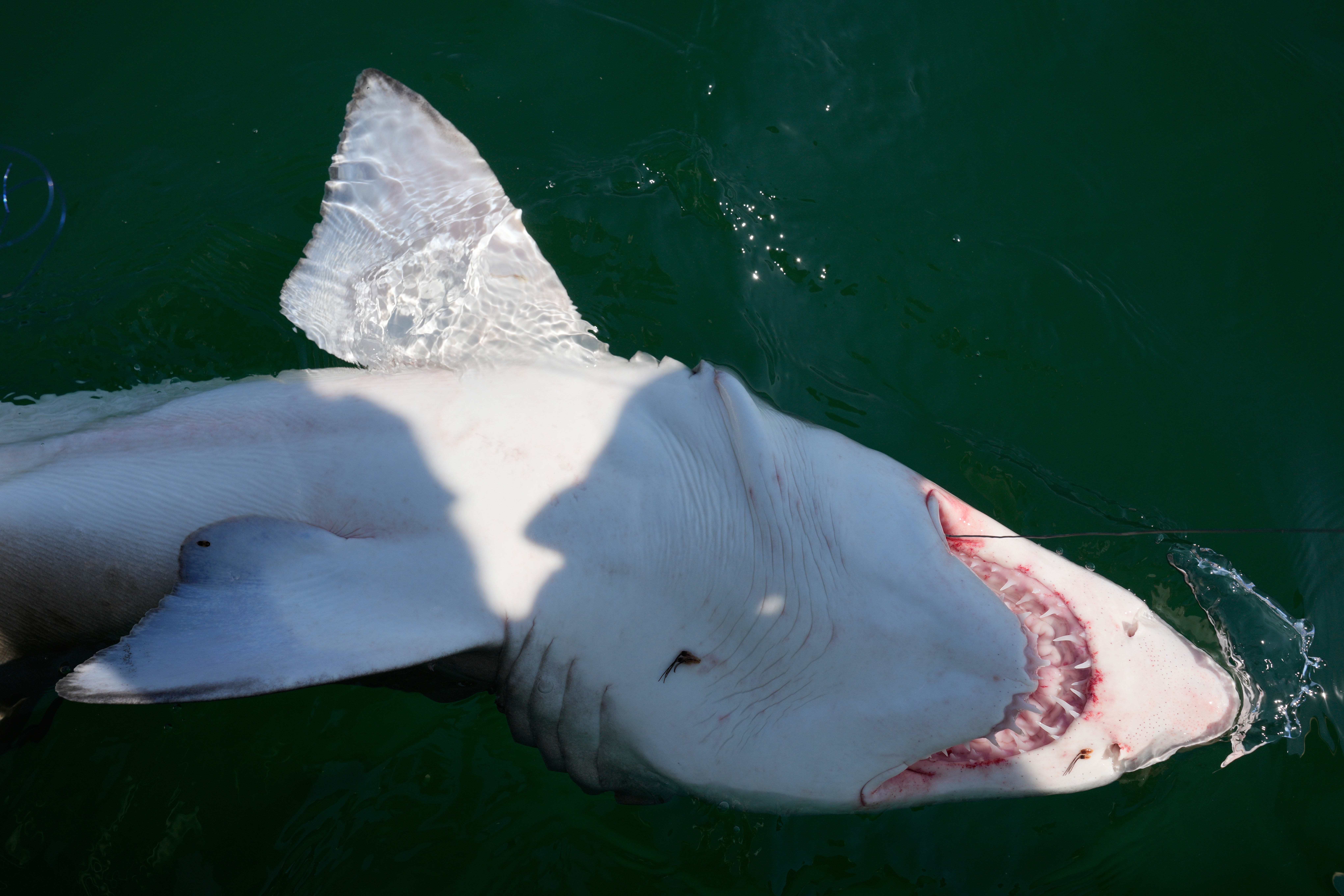 A sand tiger shark is brought along side a boat after being caught for scientific study