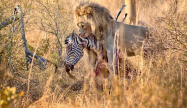 This lion lost a leg and an eye, and he’s still hunting on his own today