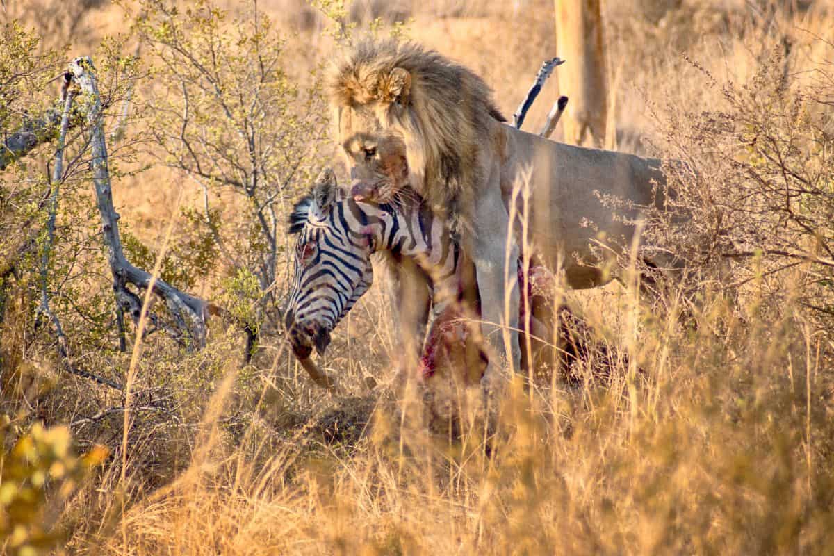 This lion lost a leg and an eye, and he’s still hunting on his own today