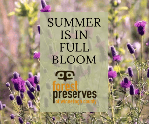 Promotional banner with purple flowers and the words 'SUMMER IS IN FULL BLOOM' over a translucent panel; logo for Forest Preserves of Winnebago County.