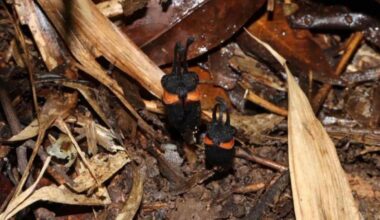 This Newly Discovered Demonic-Looking Flower Is Nightmare Fuel