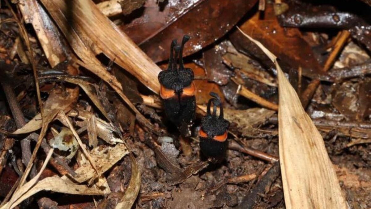 This Newly Discovered Demonic-Looking Flower Is Nightmare Fuel