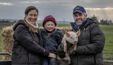 The South Canterbury free-range pig farm behind New Zealand’s top bacon