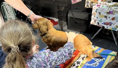 What’s on in Auckland this weekend: 50 years of Porsche, Pet Expo and more