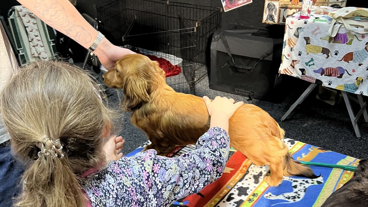 What’s on in Auckland this weekend: 50 years of Porsche, Pet Expo and more