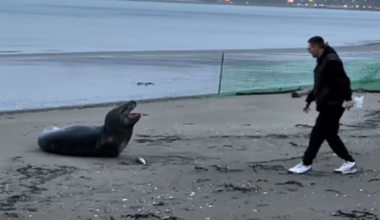 Petone Beach leopard seal: Man filmed throwing dead fish at animal