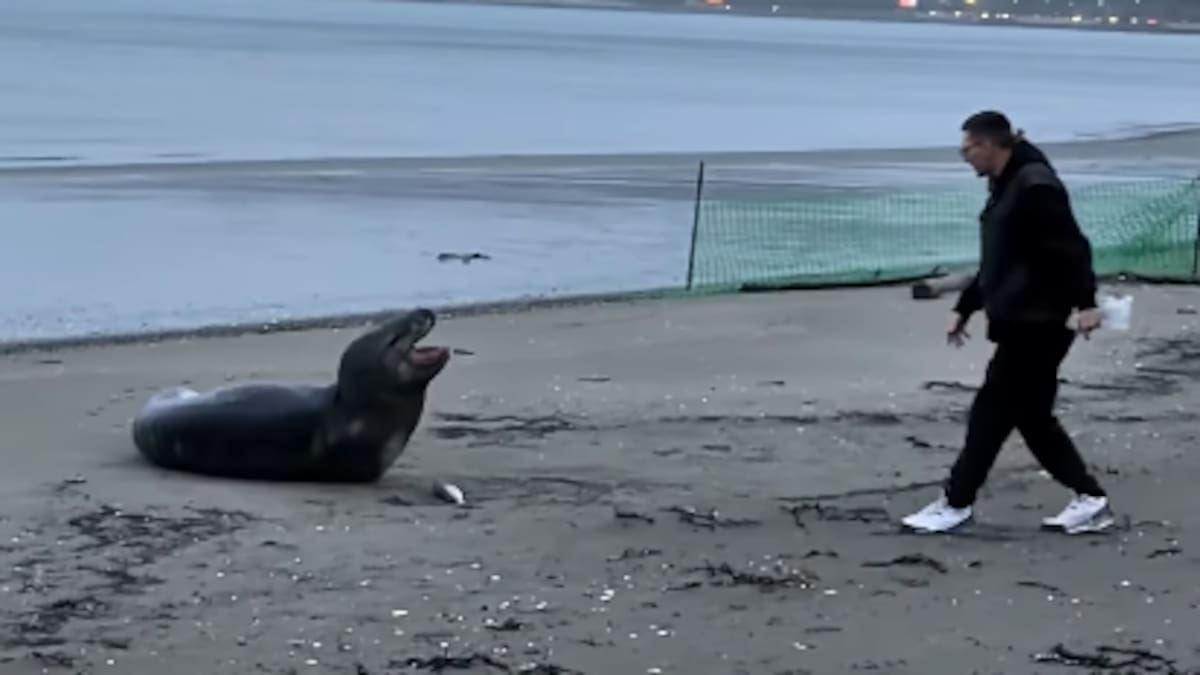 Petone Beach leopard seal: Man filmed throwing dead fish at animal