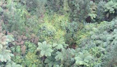 Bay of Plenty wild kiwifruit: 12,506 vines destroyed