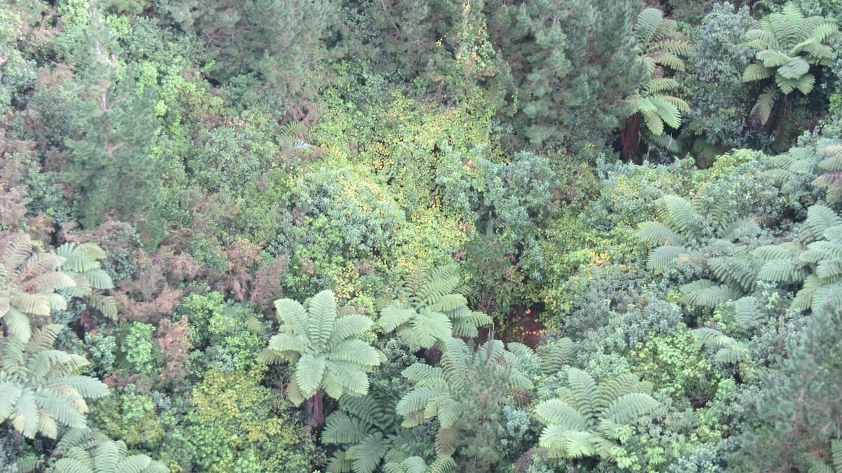 Bay of Plenty wild kiwifruit: 12,506 vines destroyed