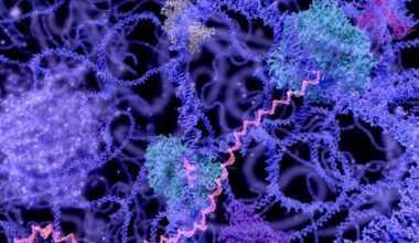 New study reveals euchromatin forms dynamic condensed domains in cells