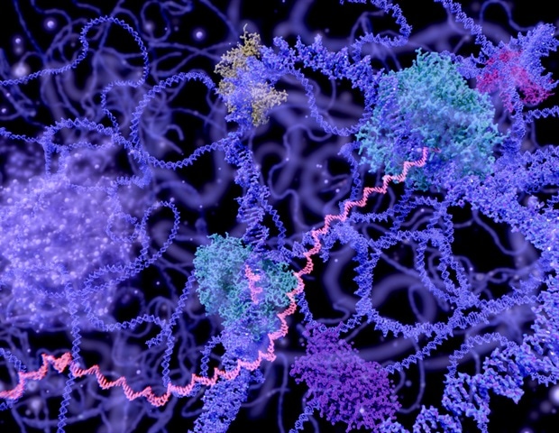 New study reveals euchromatin forms dynamic condensed domains in cells