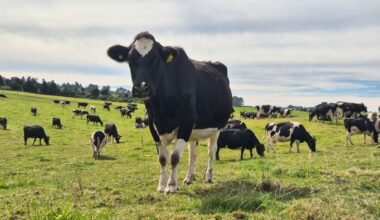 Soaring costs, election and potential dairy downturn overshadow farmers’ decade-high profits, new survey finds