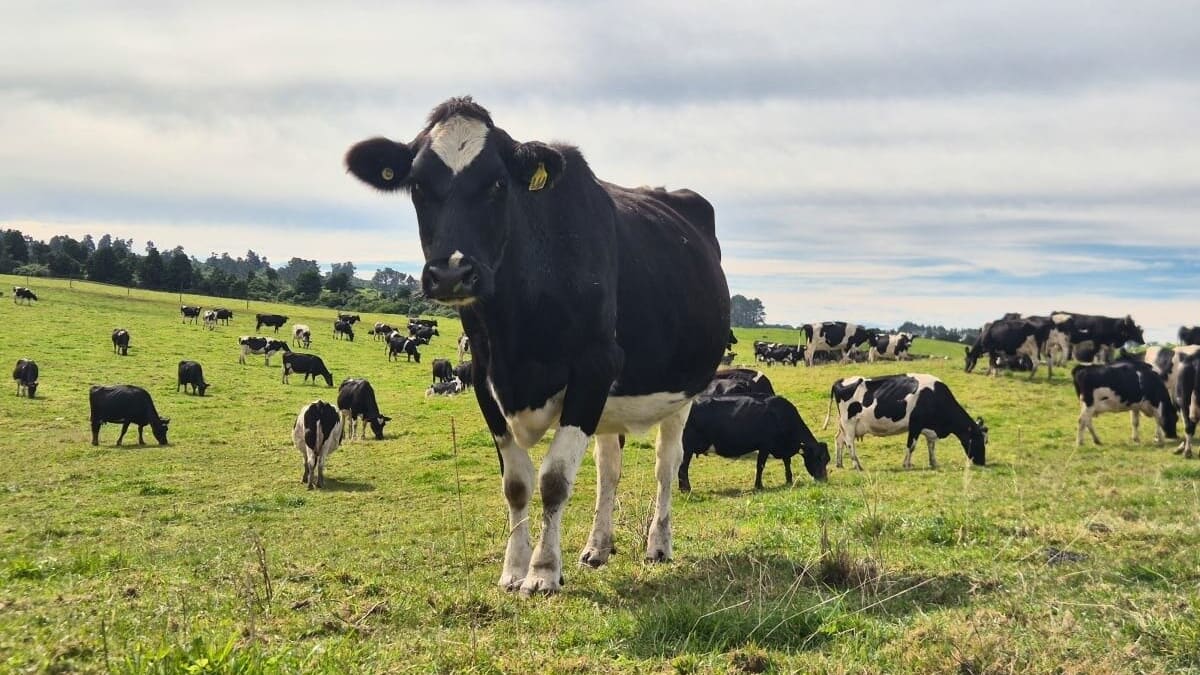 Soaring costs, election and potential dairy downturn overshadow farmers’ decade-high profits, new survey finds