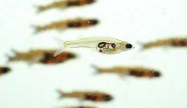 Social Brains Allow Animal Groups to Escape Danger