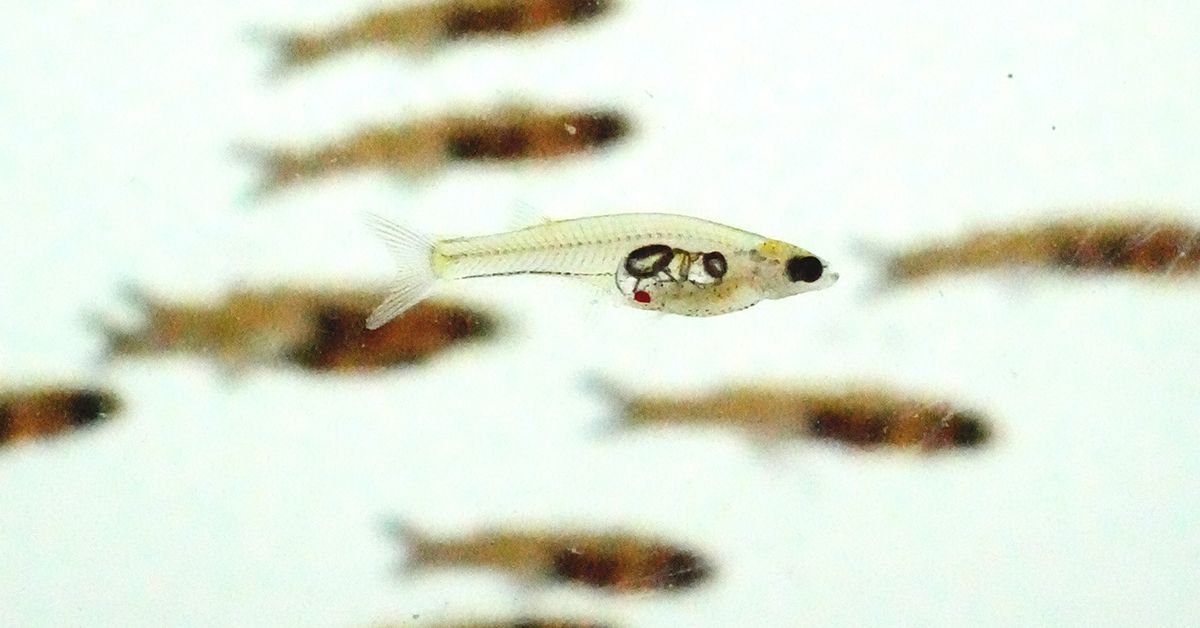 Social Brains Allow Animal Groups to Escape Danger