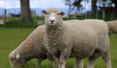 Pastures Past: What an Australian farmer thought of NZ sheep in 1938