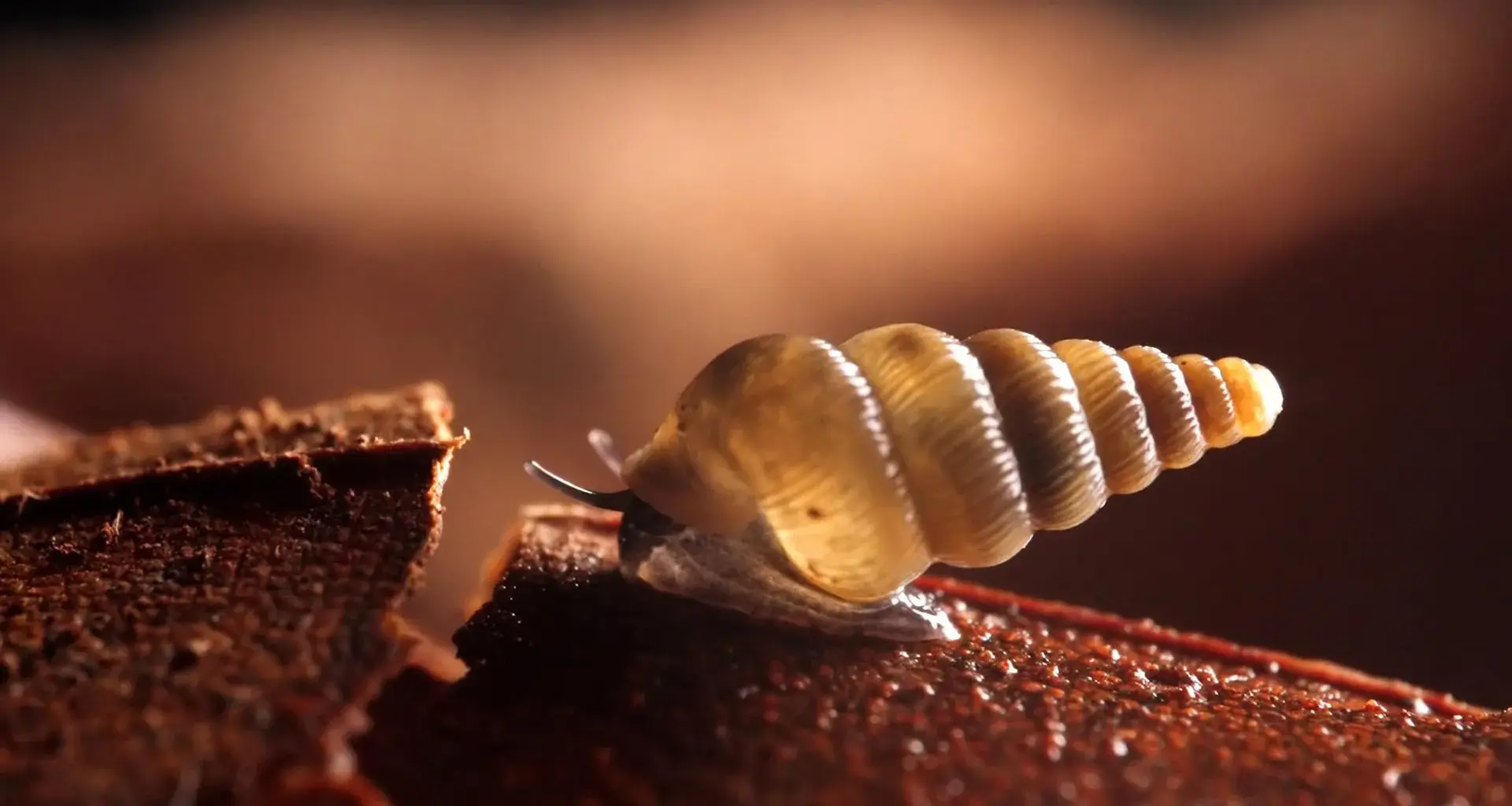 Scientists find two tiny new snails with shells that close like doors