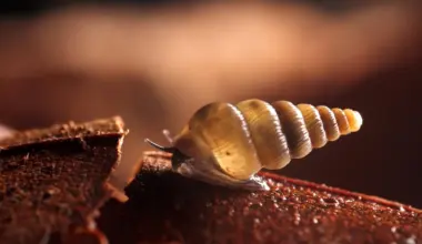 Scientists find two tiny new snails with shells that close like doors