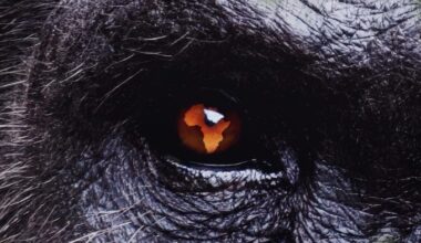 Realscreen » Archive » Nat Geo launches new natural history franchise from BBC Studios’ NHU