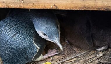 Kaikōura’s little penguins left off bird flu vaccine list