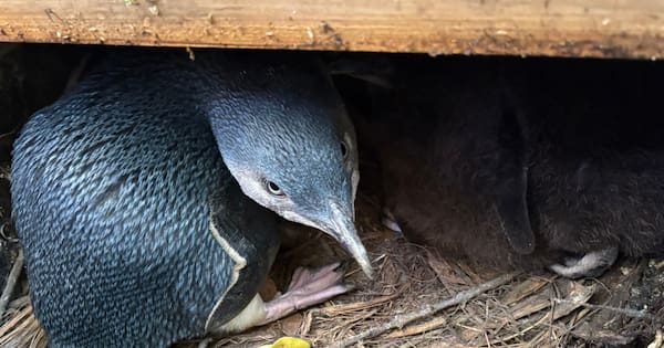 Kaikōura’s little penguins left off bird flu vaccine list