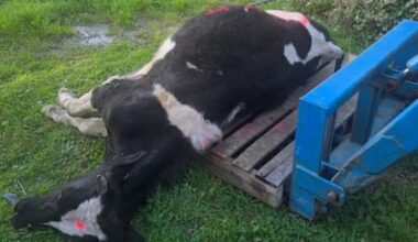 MPI investigating death of young bull spray painted, dumped by owner's gate