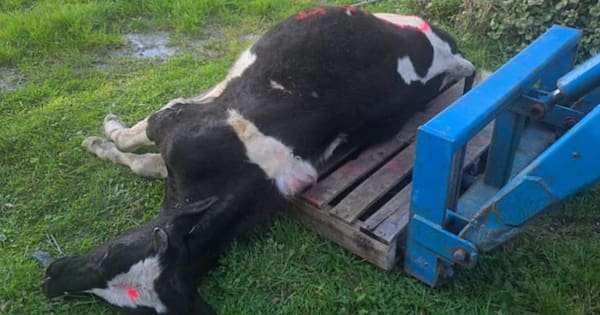 MPI investigating death of young bull spray painted, dumped by owner's gate