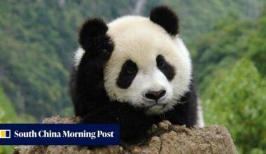 Human-wildlife clashes on the rise in China’s Giant Panda National Park