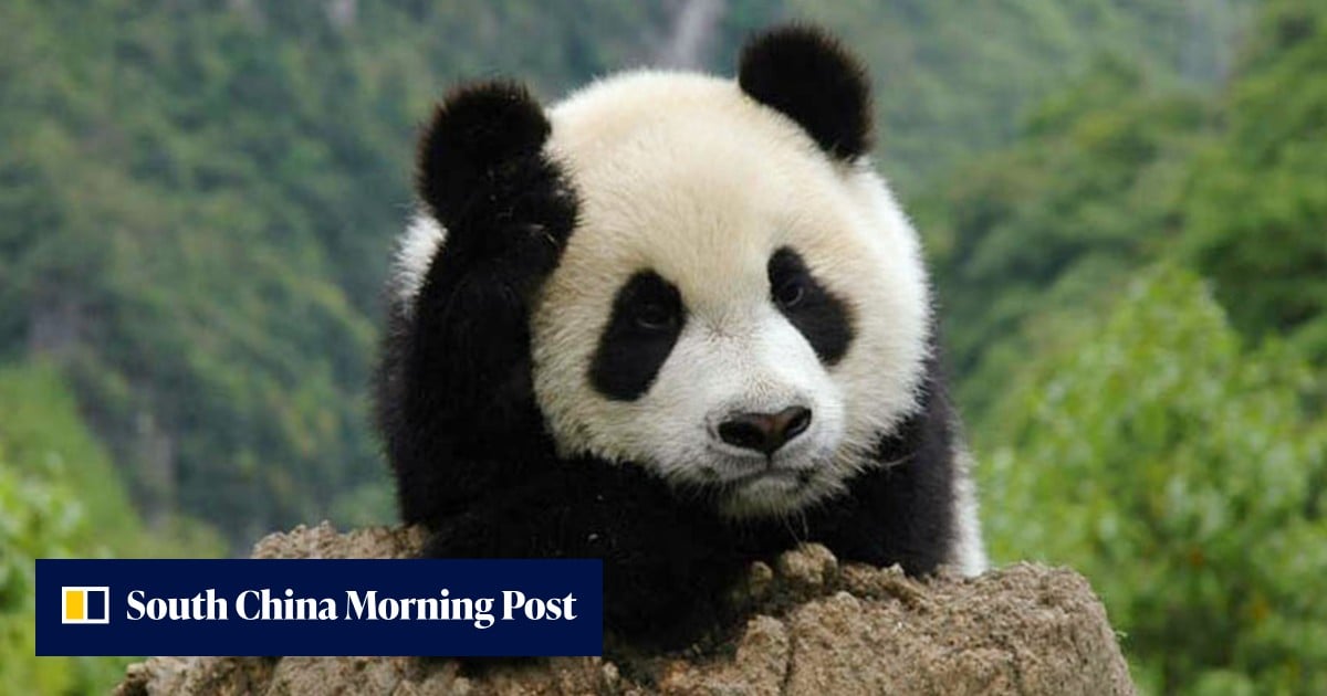 Human-wildlife clashes on the rise in China’s Giant Panda National Park
