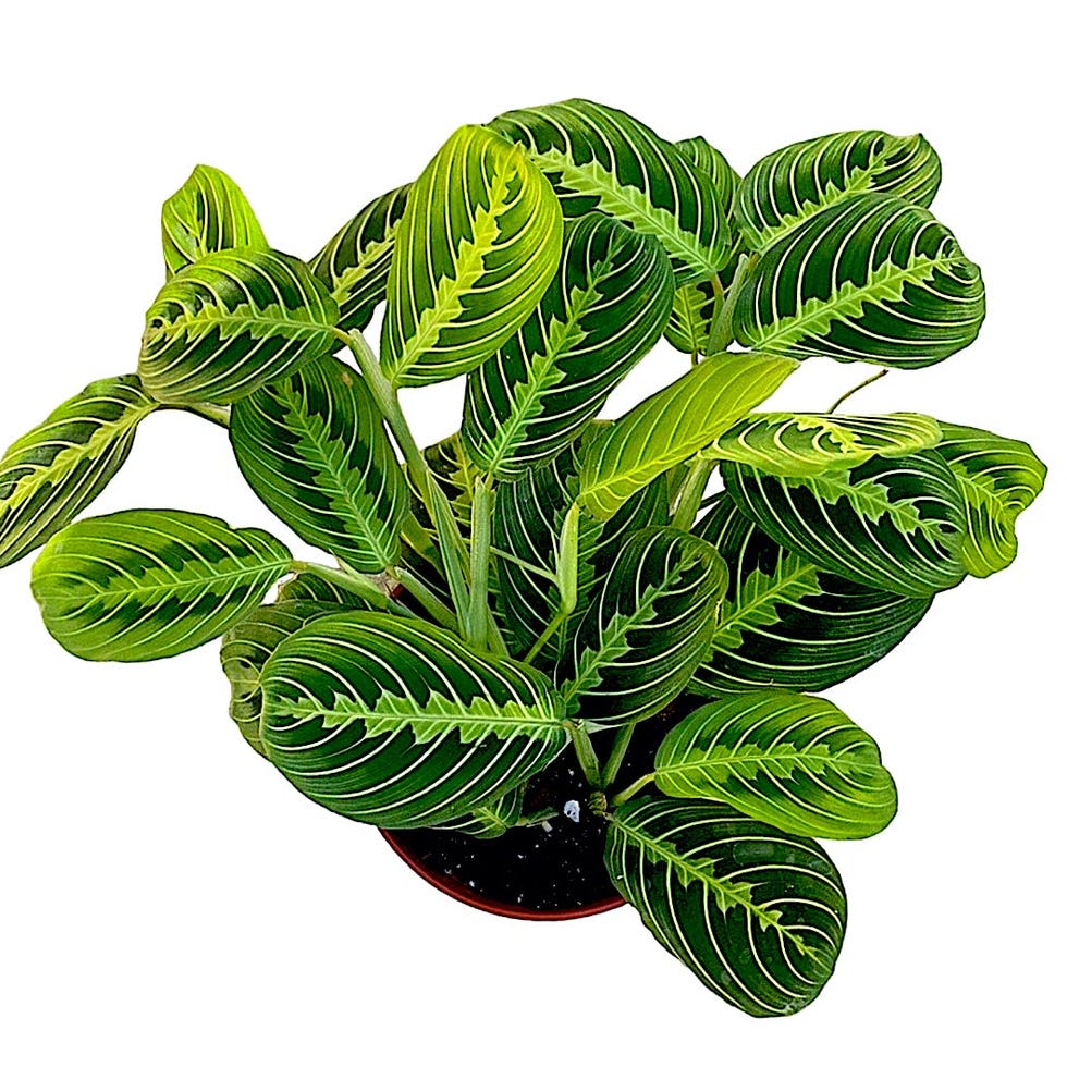 Lemon Lime Prayer Plant