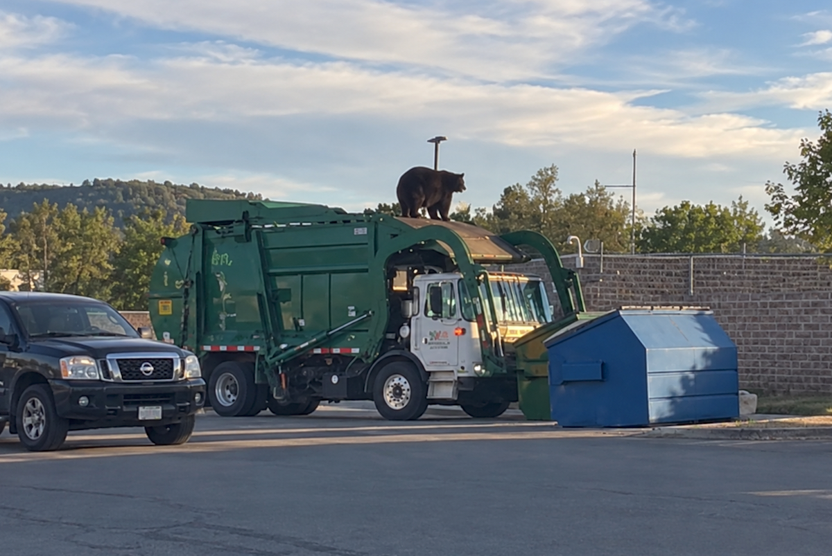 Black Bear Accidentally Dumped Into Garbage Truck in Colorado