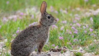 In 2017, Chile certified Chañaral Island free of invasive rabbits; seven years later, rare seabirds had four active natural nests there with help from audio lures