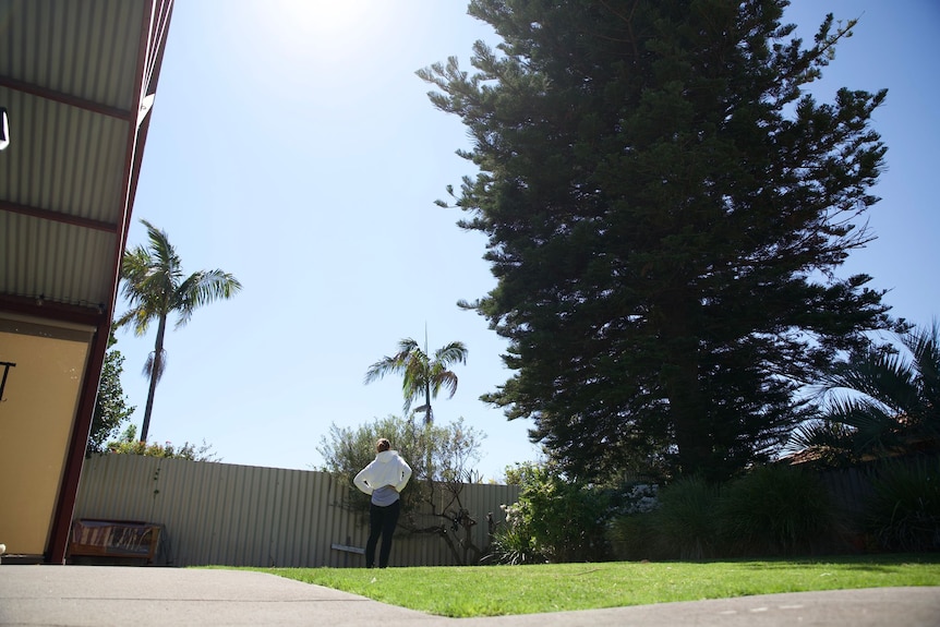 The back of a woman looking at a large Norfolk Pine