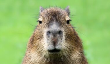 Water-Loving Capybaras Lived in The Atacama Desert 8.8 Million Years Ago : ScienceAlert