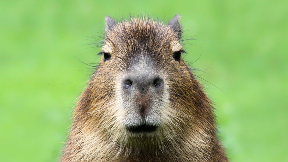 Water-Loving Capybaras Lived in The Atacama Desert 8.8 Million Years Ago : ScienceAlert