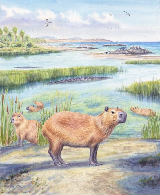Water-Loving Capybaras Lived in The Atacama Desert 8.8 Million Years Ago