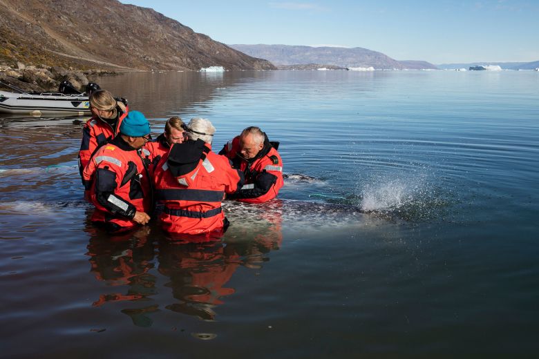 Scientists fit a narwhal with instruments.
