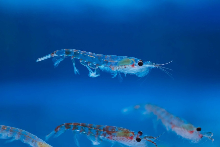 A single krill in the Southern Ocean.