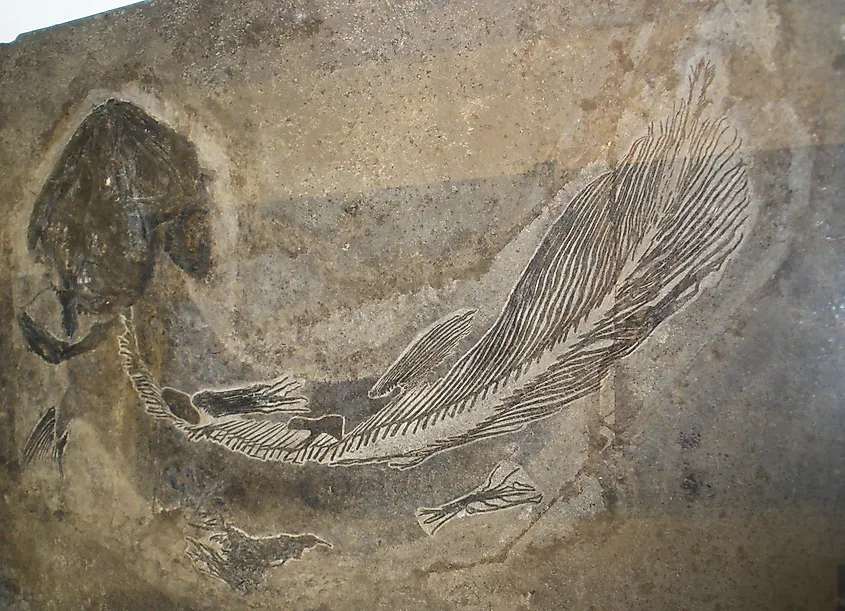 Fossil of Coelacanthus granulatus, the first described coelacanth, named by Louis Agassiz in 1839