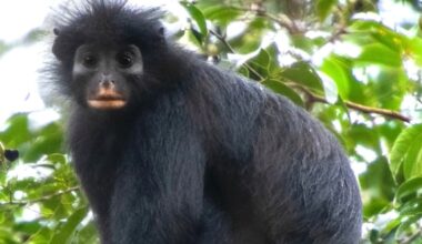 A black monkey with a pinkish-orange patch around its mouth was photographed in a Congo forest canopy in 2008, detected 114 times between 2018 and 2022, and only then named Colobus congoensis — by its describers' count, the fifth African monkey species new to science in 75 years