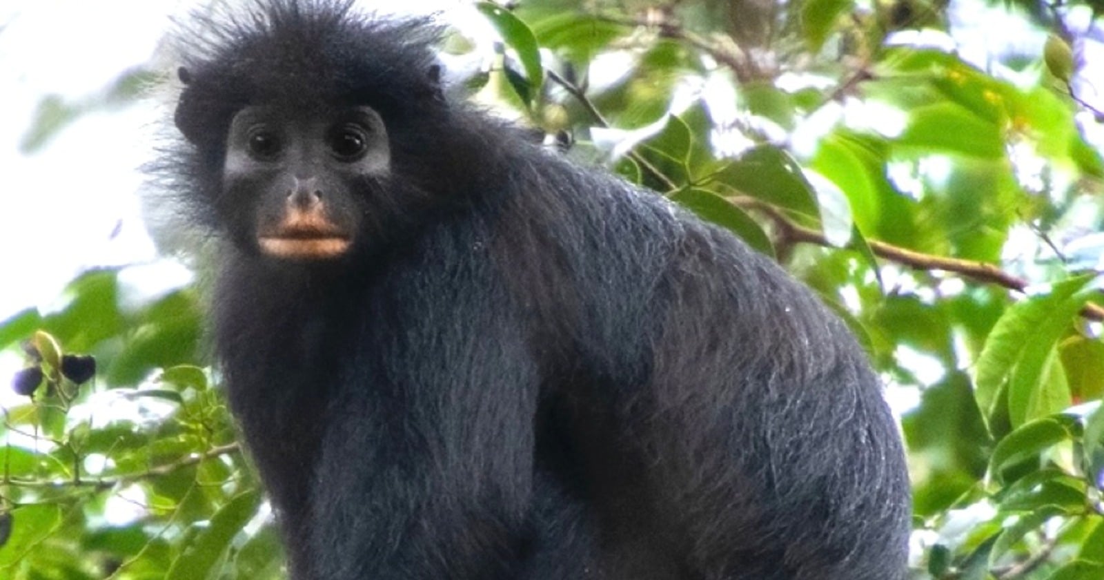 A black monkey with a pinkish-orange patch around its mouth was photographed in a Congo forest canopy in 2008, detected 114 times between 2018 and 2022, and only then named Colobus congoensis — by its describers' count, the fifth African monkey species new to science in 75 years