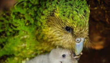 Recovery milestone for kākāpō after bumper year for chicks
