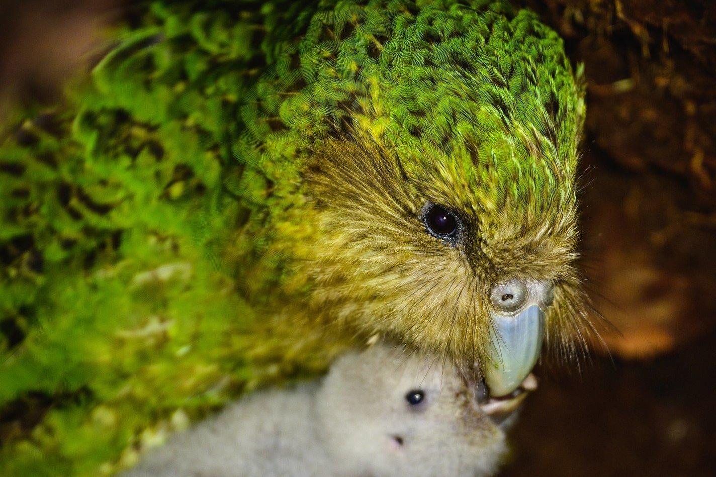 Recovery milestone for kākāpō after bumper year for chicks