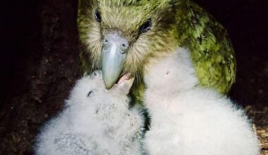 Delight as kākāpō population soars to 325