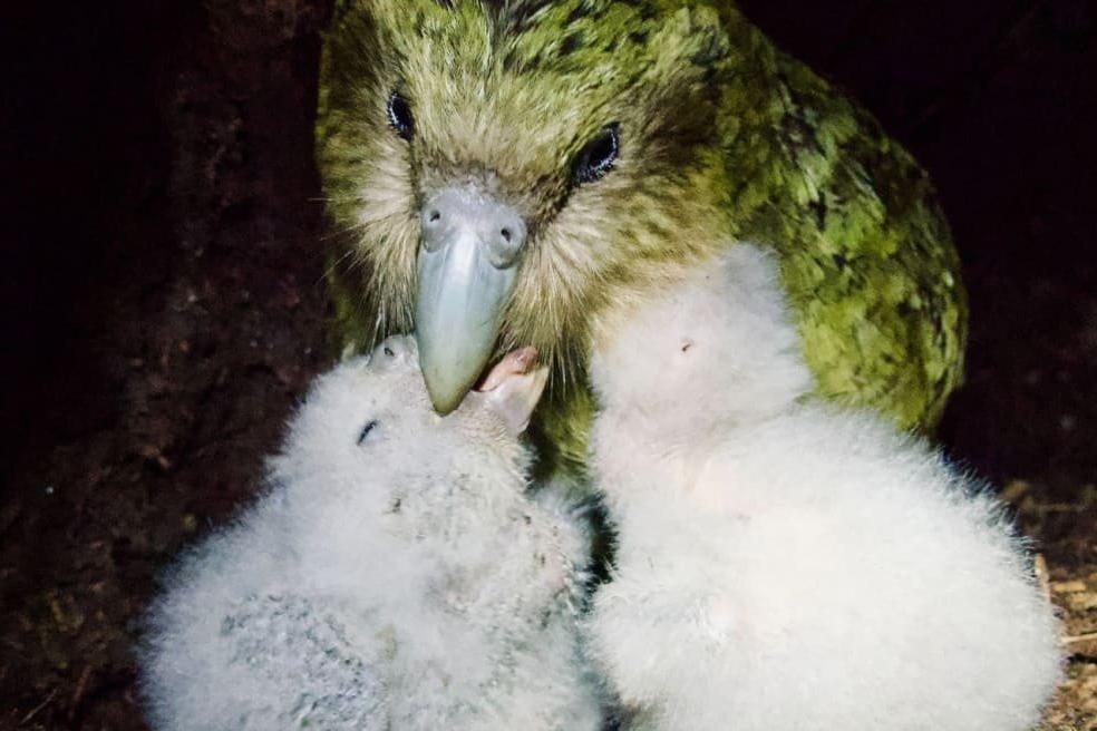 Delight as kākāpō population soars to 325