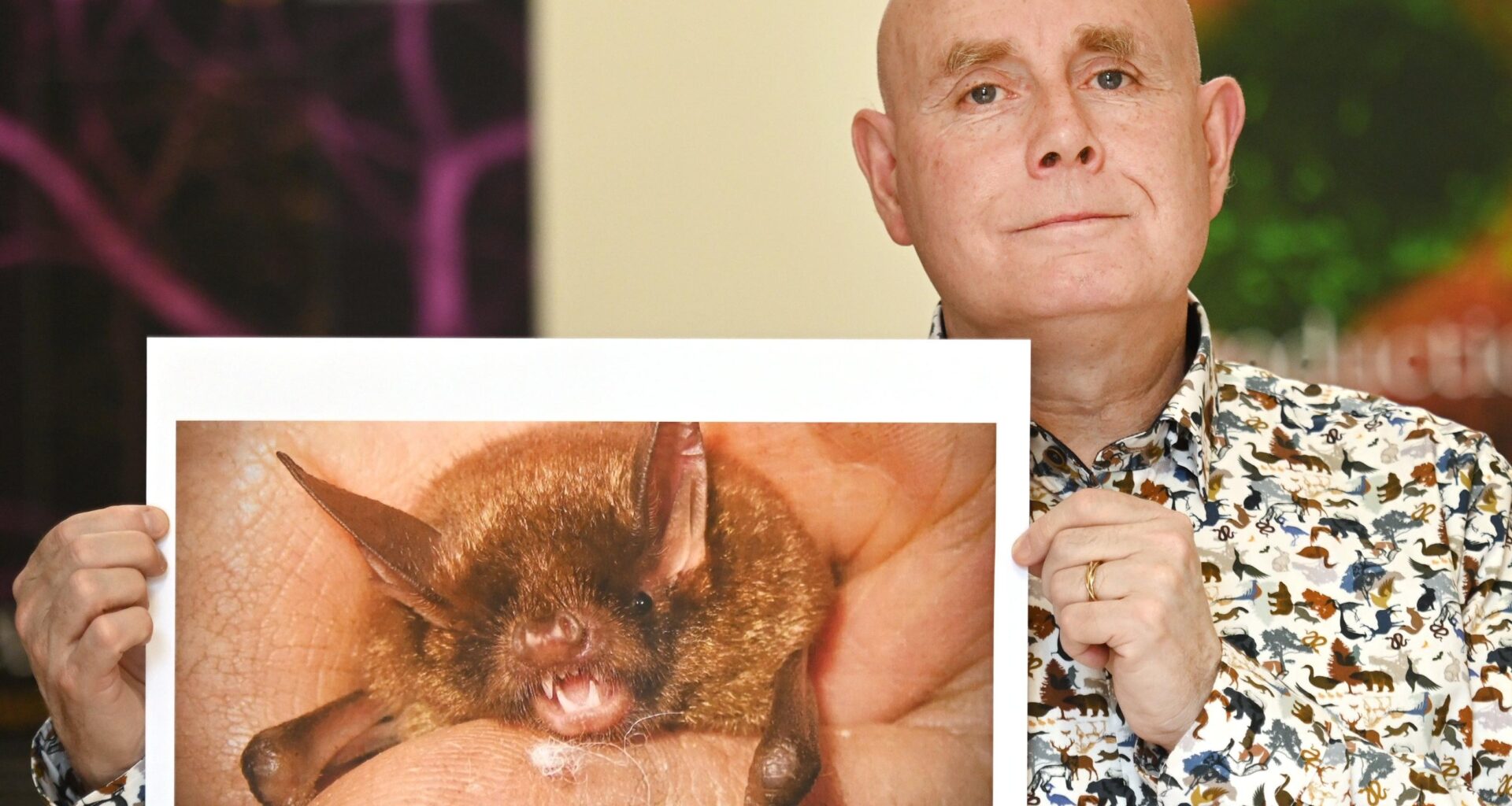 Bat myths bite the dust in new research - ODT